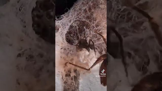 и кто чей ужин 😱