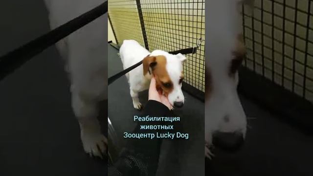 Реабилитация Джек Рассел терьера Луны, травма позвоночника, парез задних конечностей.