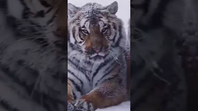 эдит дикие кошки (тигр, лев, рысь, леопард)