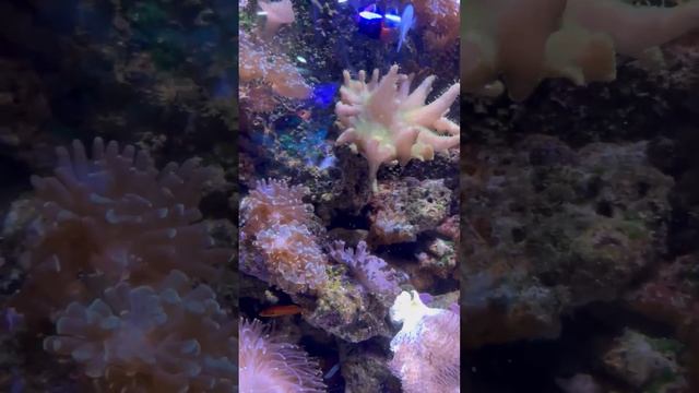 Dubai Aquarium & Underwater Zoo