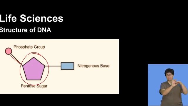Life Sciences Grd 12 Dna Role And Replication S1
