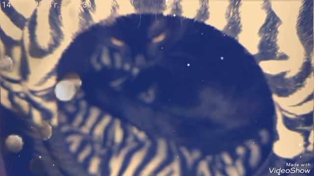 наш вечер с кошечками 🐈🥰🖥️🌕+4