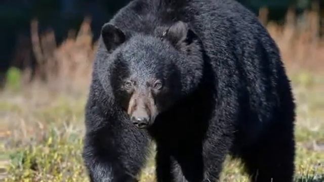 Медведи — Bears