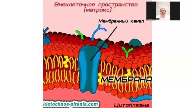 Внедрение мировых достижений в продукцию WHIEDA | ВЛАДИМИР  ПАНФИЛОВ