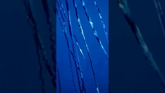 ⛵️🐙 The Portuguese Man o' War: Ocean Drifter with a Deadly Sting 💥🌊