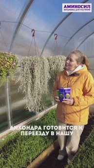 Переносим растения с улицы и теплиц домой