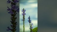 Favorite Plants for Fish Ponds