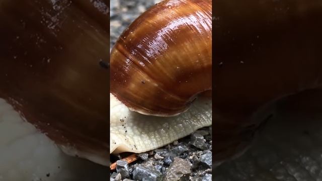 Little Mr. Jones Caught in a Snail Shell