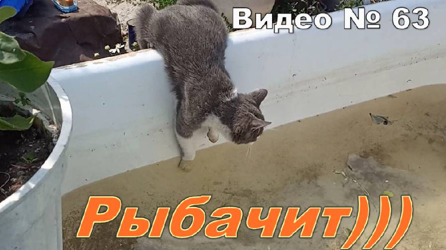 Кот рыбку захотел))) Видит ,но поймать не может.