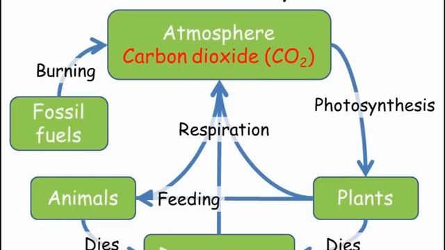 Carbon & Nitrogen Cycles (GCSE Combined Science Biology)