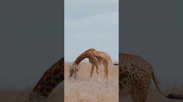 Why the elephant trunk is so big?