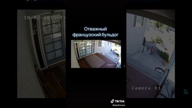 Храбрый фрацузский бульдог