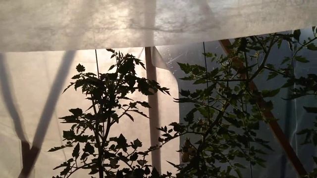 Чили перцы прошлый сезон