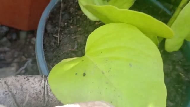 Neon Pothos and Variegated Alocasia Propagation//BahayBuhay