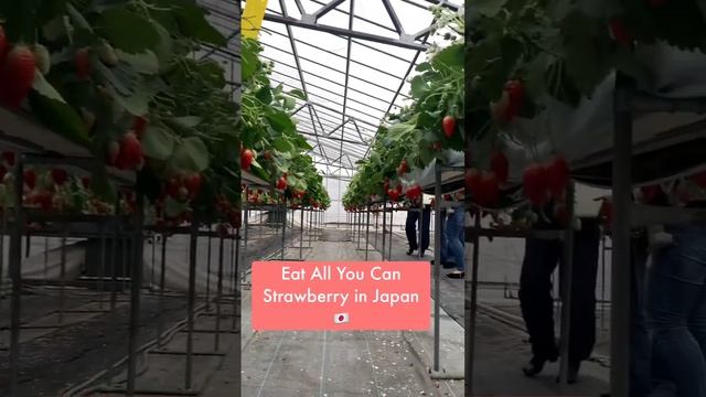 Strawberry Picking in Japan