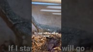 Mangrove Monitor Basking