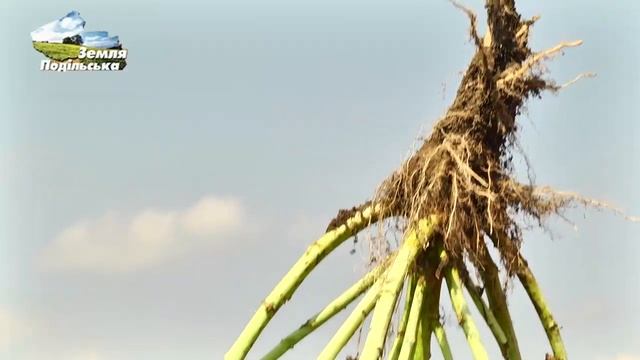 Ріпак компанії "Лімагрейн" в "Епіцентр Агро"