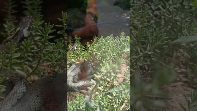 Bjelouška u akvariju