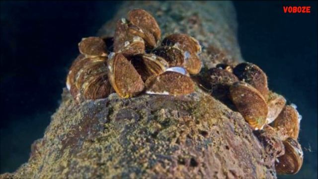 Дрейссена Двустворчатый моллюск в аквариуме. Зачем?