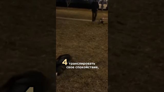 ЧТО ДЕЛАТЬ В МОМЕНТ, КОГДА СОБАКА ИСПУГАЛАСЬ САЛЮТА