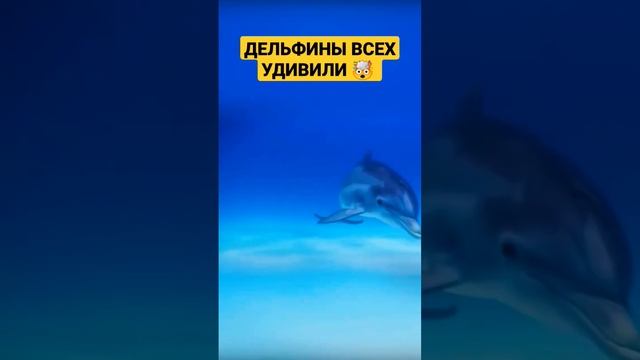 Дельфины очень удивили людей