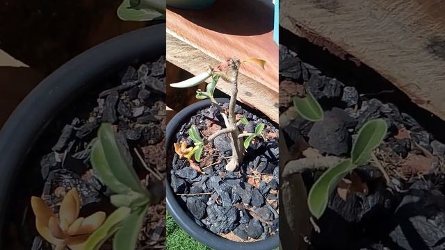Depois da polinização da rosa do deserto, o que acontece?  #agriculture #rosadodeserto