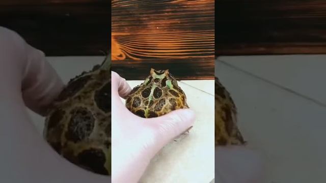 Лягушка моцарт)))