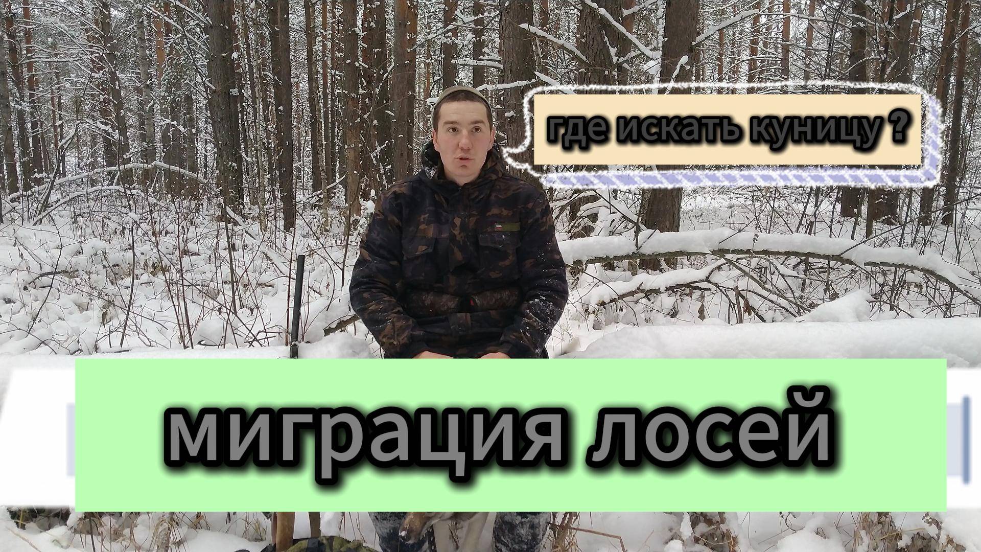 Зимняя сказка . Охота на куницу . Ежегодная миграция лосей .