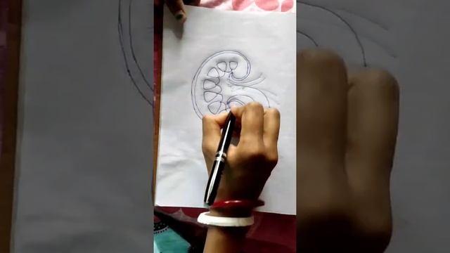 FOLLOW THESE SIMPLE STEPS TO DRAW KIDNEY ☺️