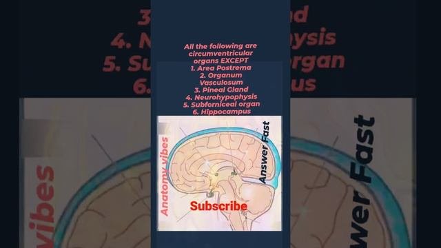 Circumventricular Organ | Blood Brain Barrier Absent | Brain | Anatomy #anatomy #neuroscience #brai