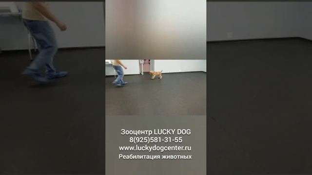 Полирадикулоневрит у собак. Паралич четырех конечностей. Реабиллитация в Зооцентре Lucky Dog