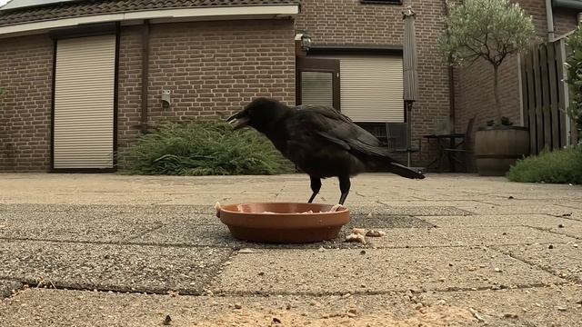 ...ПАПА ЗАНЯТ ОХРАНОЙ ТЕРРИТОРИИ😊 #наблюдение #ворона #crow