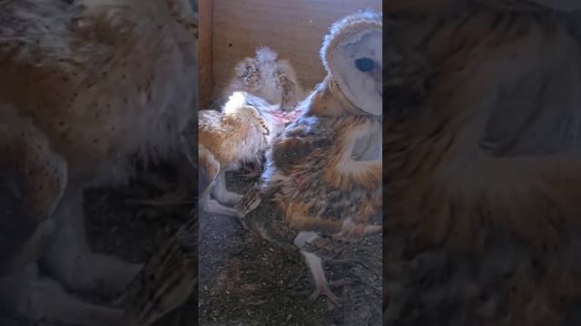 Short: barn owl nestlings are cool