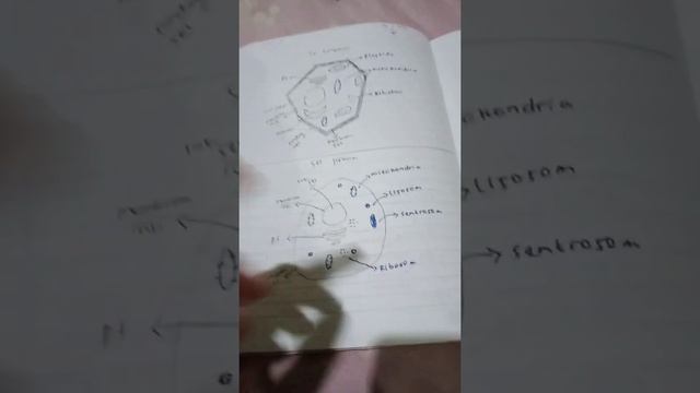 Sel tumbuhan dan sel hewan