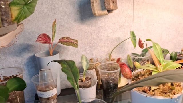 Большой обзор комнатных растений 🌹🪴 2 часть