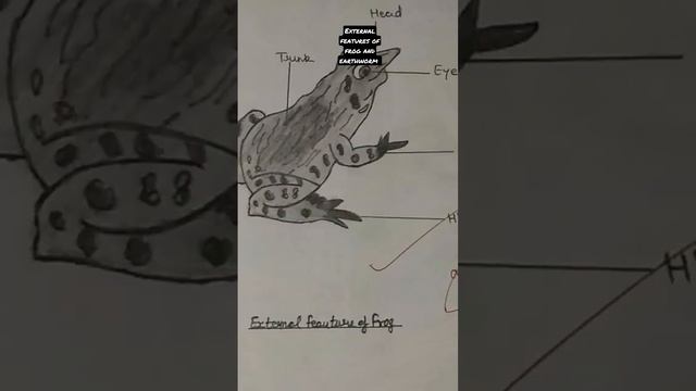 #Diagram || external features of frog and earthworm #biology #viral #short