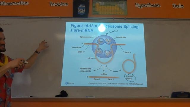 DNA Replication and Protein Synthesis Review (Ch.13 & 14)