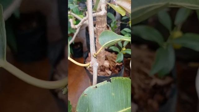Hasil tehnik sambung ranting*Juwet*dua varian buah satu pohon@Bang Gus