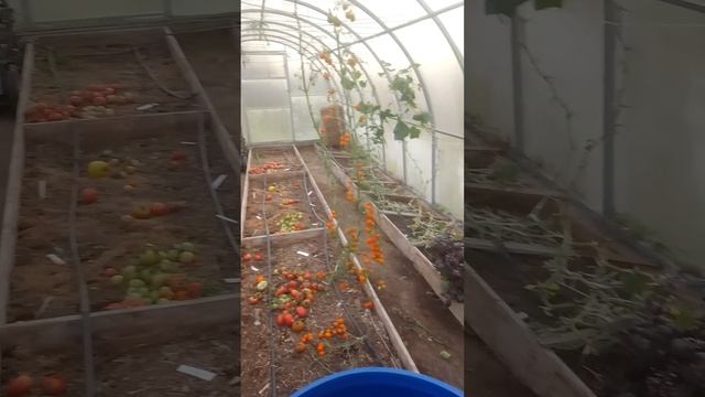 убрали томаты из теплицы