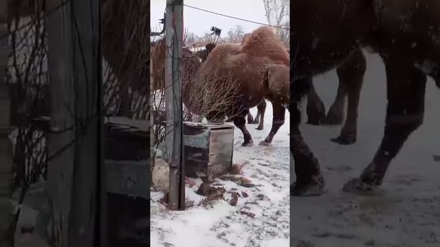 Хозяйка в гости впустишь?