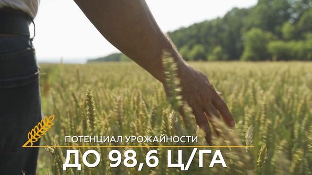 обзор яровой пшеницы сорт СУ Ахаб