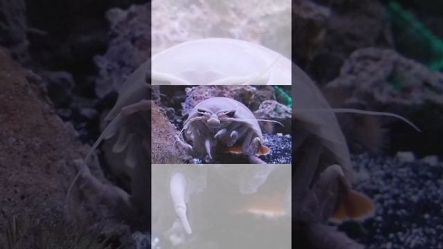 Meet the Giant Isopod #biodiversity #deepseacreatures #oceanlife