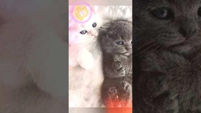 холодок | Мэвл | котики 😍