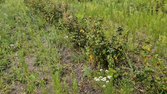 Об уходе за смородиной черной после сбора урожая