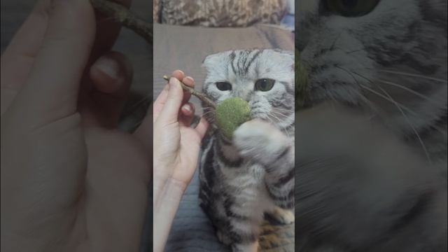 Ароматный леденец