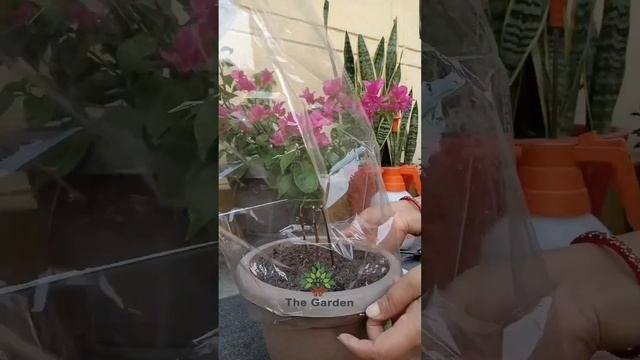لن تحتاجوا إلى شراء نبات الجهنمية بعد الآن 💚😃لأنكم ستتعلومون زراعتها #مجانا #potting #trend #fruit