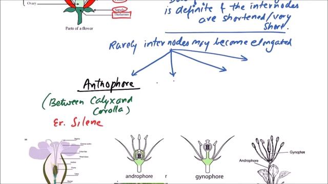 BOTANY XI.05.066 – Morphology Of Angiosperms - Thalamus