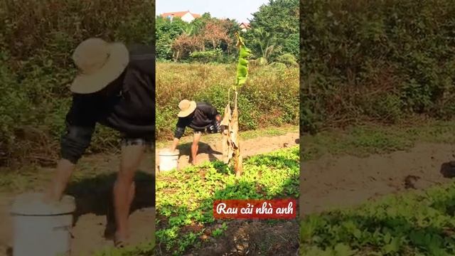 Hoa đẹp đồng quê - Anh nông dân đang tưới luống rau cải | Hoa đẹp nhất đồng quê