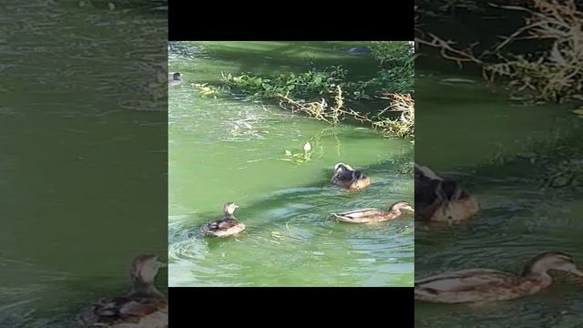 20240803_161303.mp4