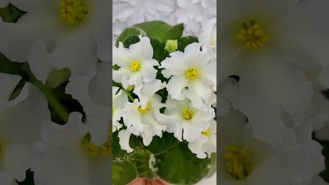 Фиалка Р-Золотые Пески